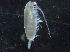 ( - IOS2018040-037)  @11 [ ] CreativeCommons - Attribution Non-Commercial Share-Alike (2019) R. John Nelson Fisheries and Oceans Canada