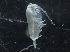  ( - IOS2018040-039)  @11 [ ] CreativeCommons - Attribution Non-Commercial Share-Alike (2019) R. John Nelson Fisheries and Oceans Canada