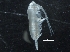  ( - IOS2018040-042)  @11 [ ] CreativeCommons - Attribution Non-Commercial Share-Alike (2019) R. John Nelson Fisheries and Oceans Canada