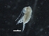  ( - IOS2019044-003)  @11 [ ] CreativeCommons - Attribution Non-Commercial Share-Alike (2019) R. John Nelson Fisheries and Oceans Canada