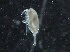  ( - IOS2019044-017)  @11 [ ] CreativeCommons - Attribution Non-Commercial Share-Alike (2019) R. John Nelson Fisheries and Oceans Canada