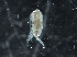  ( - IOS2019044-018)  @11 [ ] CreativeCommons - Attribution Non-Commercial Share-Alike (2019) R. John Nelson Fisheries and Oceans Canada