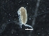  ( - IOS2019044-021)  @11 [ ] CreativeCommons - Attribution Non-Commercial Share-Alike (2019) R. John Nelson Fisheries and Oceans Canada