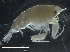  (Primno abyssalis - IOS2019062-076)  @11 [ ] CreativeCommons - Attribution Non-Commercial Share-Alike (2019) R. John Nelson Fisheries and Oceans Canada