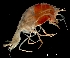  (Lanceola loveni - IOS2020009-001)  @11 [ ] CC - Attribution Non-Commercial Share-Alike (2023) Julian Smith DFO