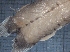  ( - IOS2021013-010)  @11 [ ] CC - Attribution Non-Commercial Share-Alike (2021) R John Nelson DFO