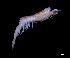  (Systellaspis braueri - IOS2022008-048)  @11 [ ] CC - Attribution Non-Commercial Share-Alike (2024) Julian Smith DFO