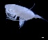  (Chirundina - IOS2023019-004)  @11 [ ] CC - Attribution Non-Commercial Share-Alike (2024) Julian Smith DFO