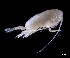  (Pseudochirella obtusa - IOS2023026-024)  @11 [ ] CC - Attribution Non-Commercial Share-Alike (2024) Julian Smith DFO