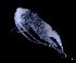  (Gaussia - IOS2023026-030)  @11 [ ] CC - Attribution Non-Commercial Share-Alike (2024) Julian Smith DFO