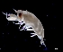  ( - IOS2023026-003)  @11 [ ] CC - Attribution Non-Commercial Share-Alike (2024) Julian Smith DFO