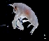  ( - IOS2023030-073)  @11 [ ] CC - Attribution Non-Commercial Share-Alike (2024) Julian Smith DFO