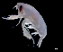  ( - IOS2023030-075)  @11 [ ] CC - Attribution Non-Commercial Share-Alike (2024) Julian Smith DFO