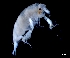  ( - IOS2023030-083)  @11 [ ] CC - Attribution Non-Commercial Share-Alike (2024) Julian Smith DFO