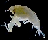  ( - IOS2024032-001)  @11 [ ] CC - Attribution Non-Commercial Share-Alike (2024) Julian Smith DFO