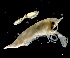  ( - IOS2024066-003)  @11 [ ] CC - Attribution Non-Commercial Share-Alike (2024) Julian Smith DFO