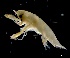  ( - IOS2024066-004)  @11 [ ] CC - Attribution Non-Commercial Share-Alike (2024) Julian Smith DFO