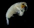  ( - IOS2024066-017)  @11 [ ] CC - Attribution Non-Commercial Share-Alike (2024) Julian Smith DFO