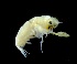  ( - IOS2024066-026)  @11 [ ] CC - Attribution Non-Commercial Share-Alike (2024) Julian Smith DFO