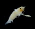  ( - IOS2024066-030)  @11 [ ] CC - Attribution Non-Commercial Share-Alike (2024) Julian Smith DFO