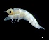  ( - IOS2024066-032)  @11 [ ] CC - Attribution Non-Commercial Share-Alike (2024) Julian Smith DFO