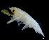  ( - IOS2024066-034)  @11 [ ] CC - Attribution Non-Commercial Share-Alike (2024) Julian Smith DFO