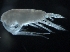  ( - OSU2019098-010)  @11 [ ] CreativeCommons - Attribution Non-Commercial Share-Alike (2019) R. John Nelson Fisheries and Oceans Canada