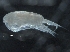  ( - OSU2019099-023)  @11 [ ] CreativeCommons - Attribution Non-Commercial Share-Alike (2019) R. John Nelson Fisheries and Oceans Canada
