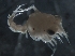  ( - Puget2020-012)  @11 [ ] Unspecified (default): All Rights Reserved  R John Nelson Unspecified