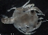  ( - Puget2020-019)  @11 [ ] Unspecified (default): All Rights Reserved  R John Nelson Unspecified