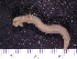  (Paralvinella sulfincola - R1940-END18-05-10)  @11 [ ] CreativeCommons - Attribution Non-Commercial Share-Alike (2018) R. John Nelson University of Victoria