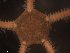  ( - NN-A.urt_adt_4-23-19)  @11 [ ] CreativeCommons - Attribution Share-Alike (2022) Unspecified Oregon Institute of Marine Biology