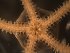  ( - NN-A.urt_adt_4-23-19)  @11 [ ] CreativeCommons - Attribution Share-Alike (2022) Unspecified Oregon Institute of Marine Biology