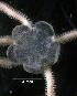 ( - RE-Amphio_Tyler)  @11 [ ] CreativeCommons Attribution (by) (2025) Richard Emlet Oregon Institute of Marine Biology