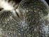  ( - RE-Amphio_Tyler)  @11 [ ] CreativeCommons Attribution (by) (2025) Richard Emlet Oregon Institute of Marine Biology