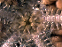 ( - RE-Amphio_Tyler)  @11 [ ] CreativeCommons Attribution (by) (2025) Richard Emlet Oregon Institute of Marine Biology