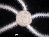  ( - MMB15)  @11 [ ] CreativeCommons Attribution (by) (2025) Richard Emlet Oregon Institute of Marine Biology