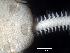  ( - MMB15)  @11 [ ] CreativeCommons Attribution (by) (2025) Richard Emlet Oregon Institute of Marine Biology