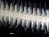  ( - MMB15)  @11 [ ] CreativeCommons Attribution (by) (2025) Richard Emlet Oregon Institute of Marine Biology