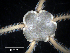  ( - MMB17)  @11 [ ] CreativeCommons - Attribution (2024) Richard Emlet Oregon Institute of Marine Biology