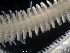  ( - MMB17)  @11 [ ] CreativeCommons - Attribution (2024) Richard Emlet Oregon Institute of Marine Biology