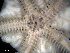  ( - MMB17)  @11 [ ] CreativeCommons - Attribution (2024) Richard Emlet Oregon Institute of Marine Biology
