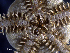  ( - MMB18)  @11 [ ] CreativeCommons Attribution (by) (2025) Richard Emlet Oregon Institute of Marine Biology