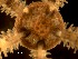  ( - Ampu1)  @11 [ ] CreativeCommons  Attribution Non-Commercial Share-Alike (2019) Richard Emlet Oregon Inst. Marine Biology