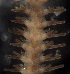  ( - Ampu2)  @11 [ ] CreativeCommons  Attribution Non-Commercial Share-Alike (2019) Richard Emlet Oregon Inst. Marine Biology