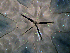  ( - Opjo)  @11 [ ] CreativeCommons  Attribution Non-Commercial Share-Alike (2019) Richard Emlet Oregon Inst. Marine Biology