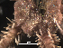  ( - Oplo2)  @11 [ ] CreativeCommons  Attribution Non-Commercial Share-Alike (2019) Richard Emlet Oregon Inst. Marine Biology
