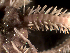  ( - Oplo2)  @11 [ ] CreativeCommons  Attribution Non-Commercial Share-Alike (2019) Richard Emlet Oregon Inst. Marine Biology