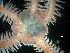  ( - Ob7-22-1)  @11 [ ] CreativeCommons - Attribution (2025) Richard Emlet Oregon Institute of Marine Biology
