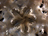  ( - RE-Obak1)  @11 [ ] CreativeCommons Attribution (by) (2025) Richard Emlet Oregon Institute of Marine Biology